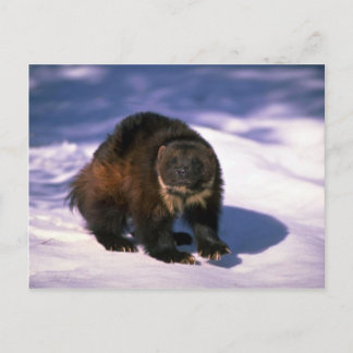 Wolverine im Schnee Postkarte