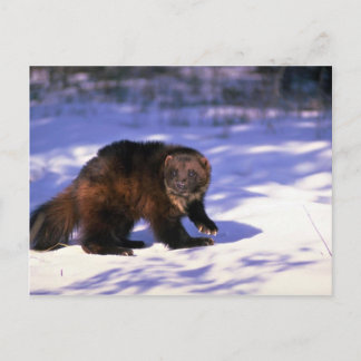 Wolverine im Schnee Postkarte
