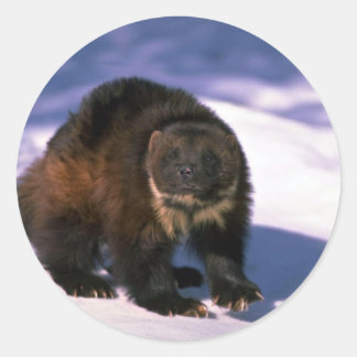 Wolverine im Schnee Runder Aufkleber