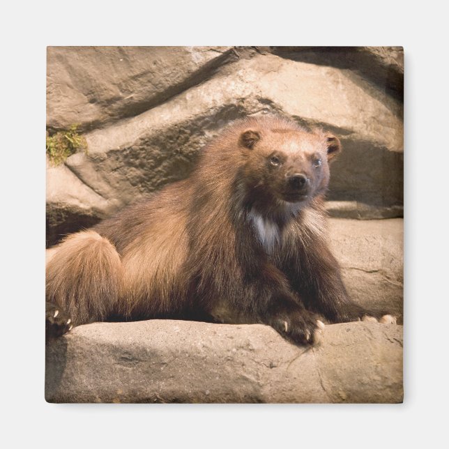 Wolverine Magnet (Vorne)