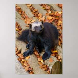 Wolverine mit großen Paws Poster