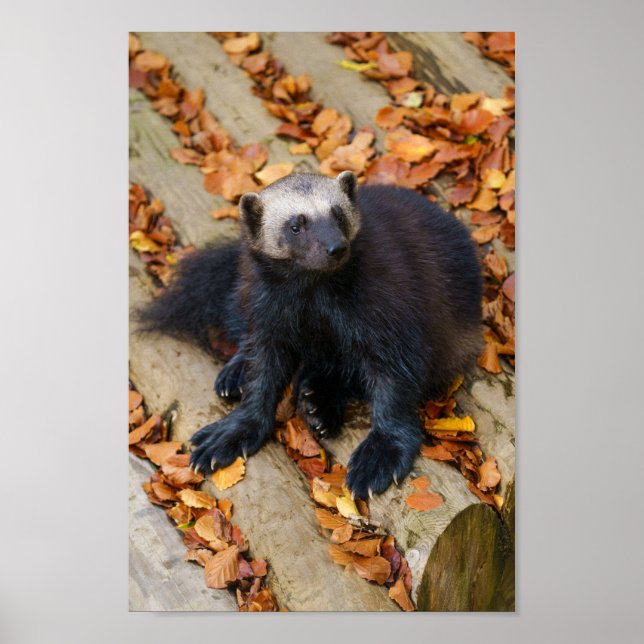 Wolverine mit großen Paws Poster (Vorne)