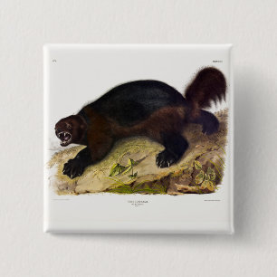 Wolverine oder Wolverene (Gulo gulo) von Audubon Button