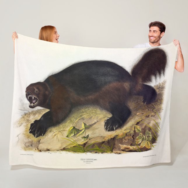 Wolverine oder Wolverene (Gulo gulo) von Audubon Fleecedecke (Beispiel)