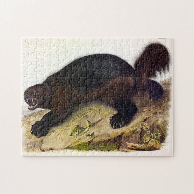 Wolverine oder Wolverene (Gulo gulo) von Audubon Puzzle (Horizontal)