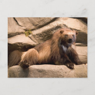 Wolverine Postkarte