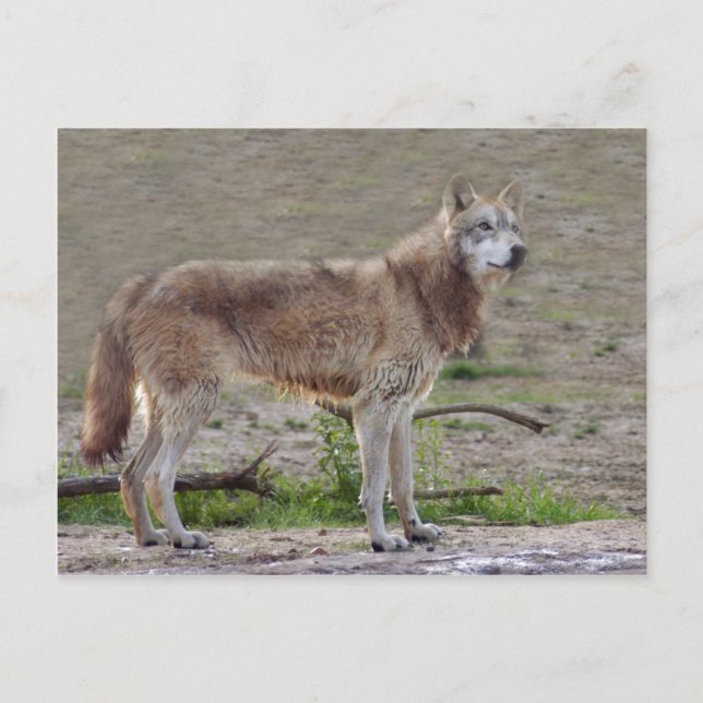 Wolves Gray Wolf Postcard Postkarte (Vorderseite)