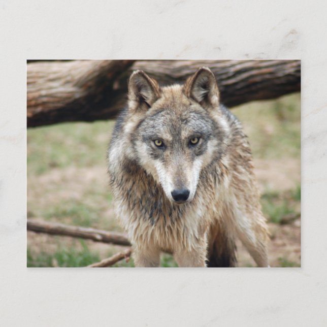 Wolves Gray Wolf Postcard Postkarte (Vorderseite)