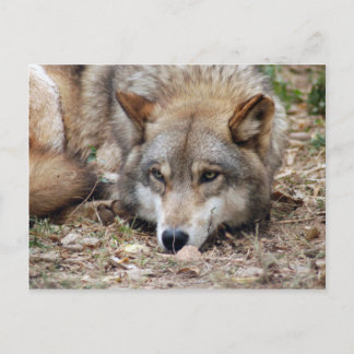 Wolves Gray Wolf Postcard Postkarte