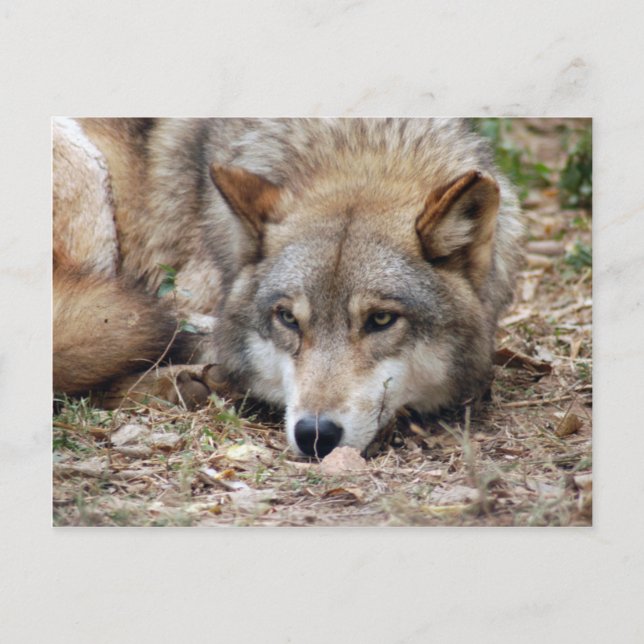 Wolves Gray Wolf Postcard Postkarte (Vorderseite)