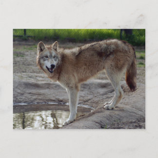 Wolves Gray Wolf Postcard Postkarte
