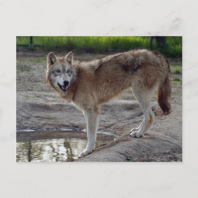 Wolves Gray Wolf Postcard Postkarte (Vorderseite)