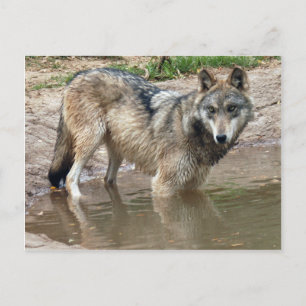 Wolves Gray Wolf Postcard Postkarte