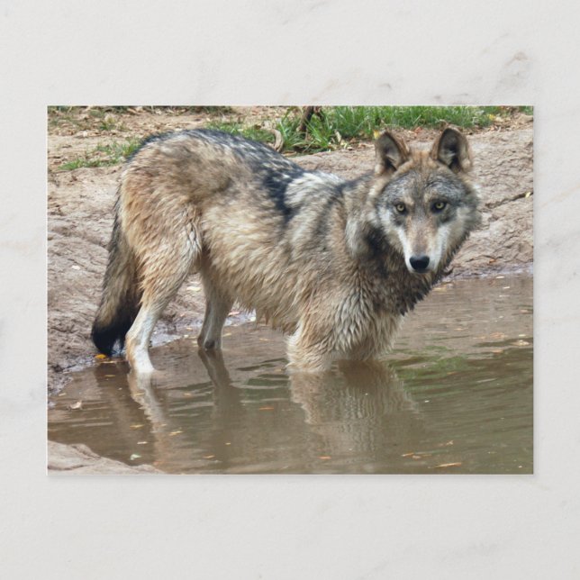 Wolves Gray Wolf Postcard Postkarte (Vorderseite)