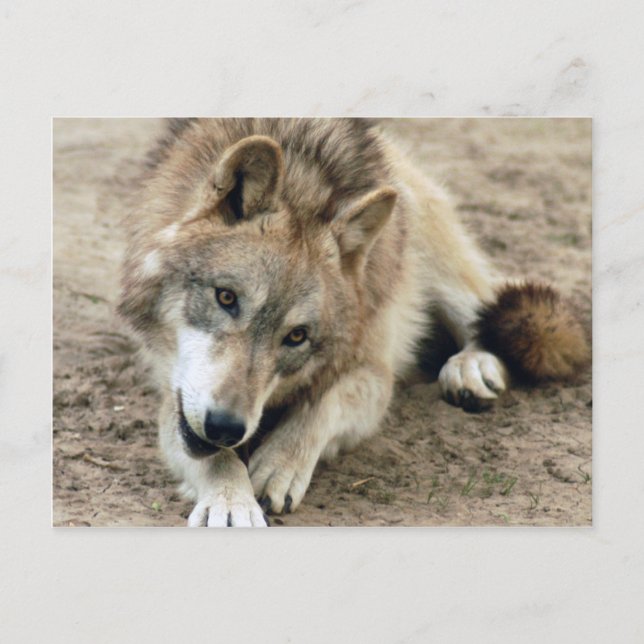 Wolves Gray Wolf Postcard Postkarte (Vorderseite)