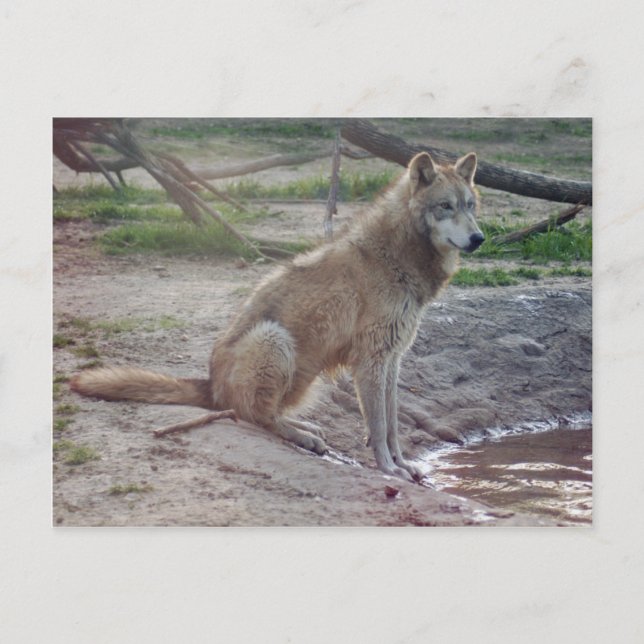 Wolves Gray Wolf Postcard Postkarte (Vorderseite)