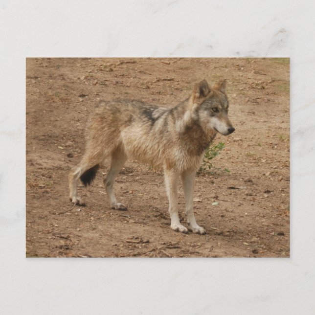 Wolves Gray Wolf Postcard Postkarte (Vorderseite)