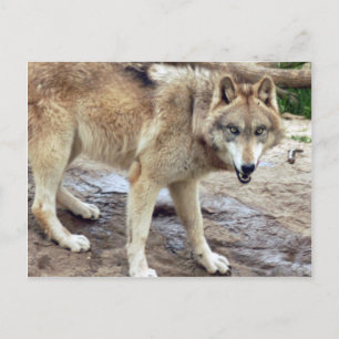 Wolves Gray Wolf Postcard Postkarte
