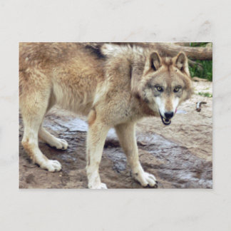 Wolves Gray Wolf Postcard Postkarte