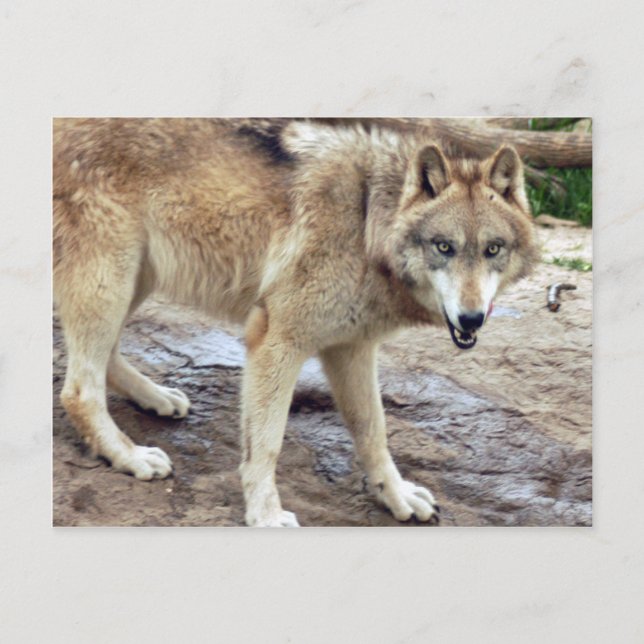 Wolves Gray Wolf Postcard Postkarte (Vorderseite)