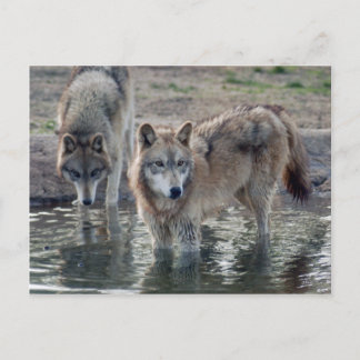 Wolves Gray Wolf Postcard Postkarte