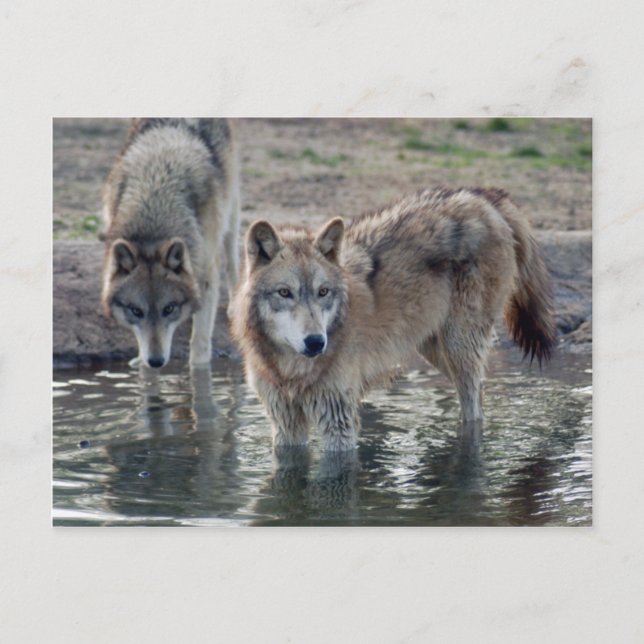Wolves Gray Wolf Postcard Postkarte (Vorderseite)