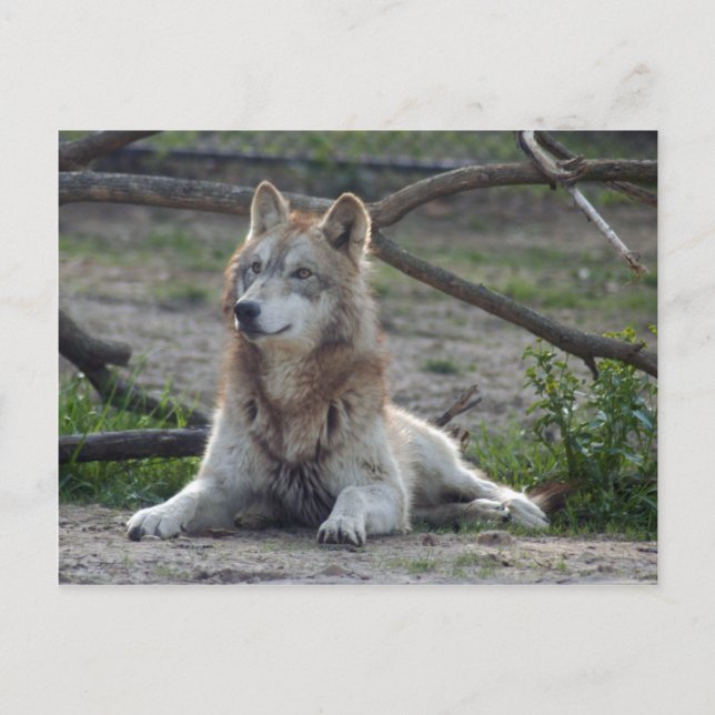 Wolves Gray Wolf Postcard Postkarte (Vorderseite)