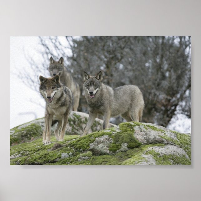 WOLVES POSTER (Vorne)