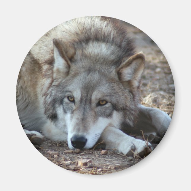 Wolves Wolf Magnet (Vorne)