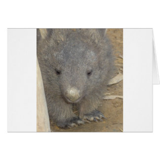 Wombat