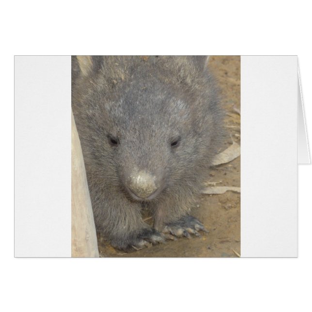 Wombat (Vorderseite (Horizontal))