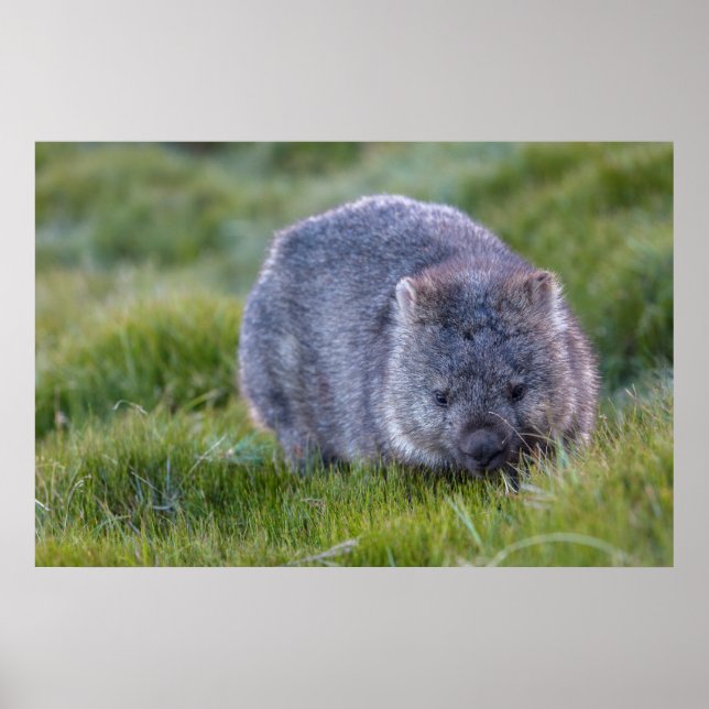 Wombat Australia Poster (Vorne)