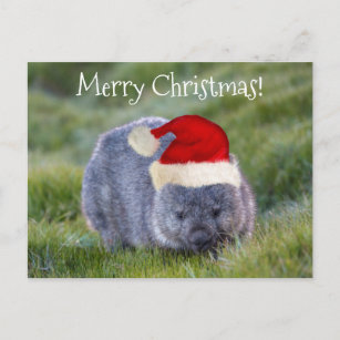 Wombat Australien Rote Weihnachtsmannmütze Frohe W Postkarte