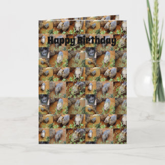 Wombat Foto Collage, Geburtstag Karte