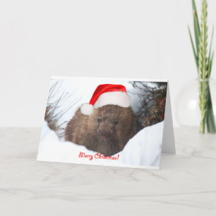 Wombat frohen Weihnachten von unten darunter