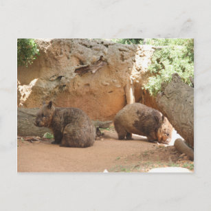 Wombat Heaven Postkarte