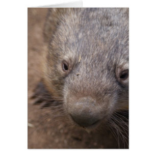 Wombat Kiss