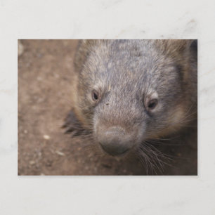 Wombat Kiss Postkarte