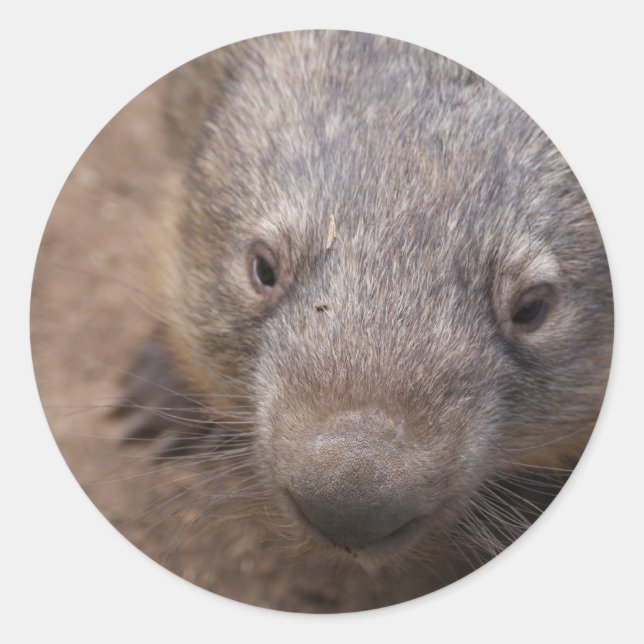 Wombat Kiss Runder Aufkleber (Vorderseite)