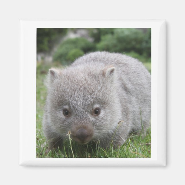 Wombat Magnet (Vorne)