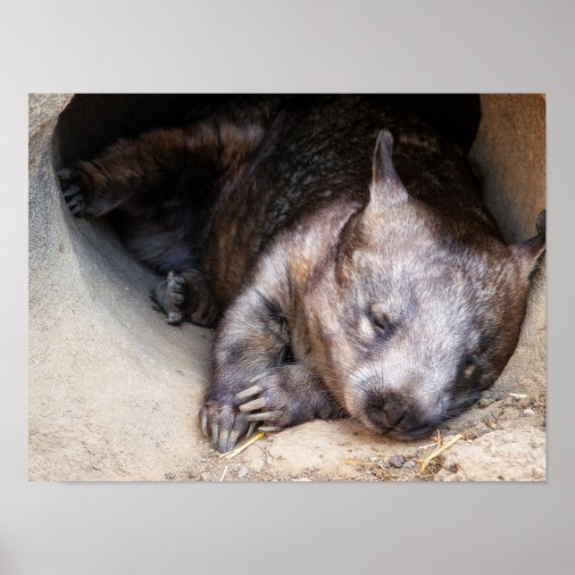 Wombat Poster (Vorne)