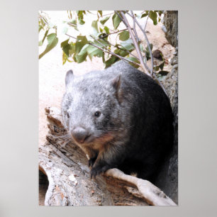 Wombat Poster