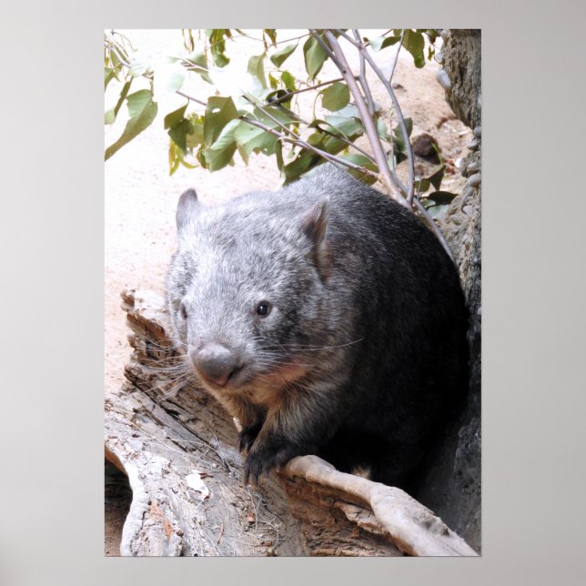 Wombat Poster (Vorne)