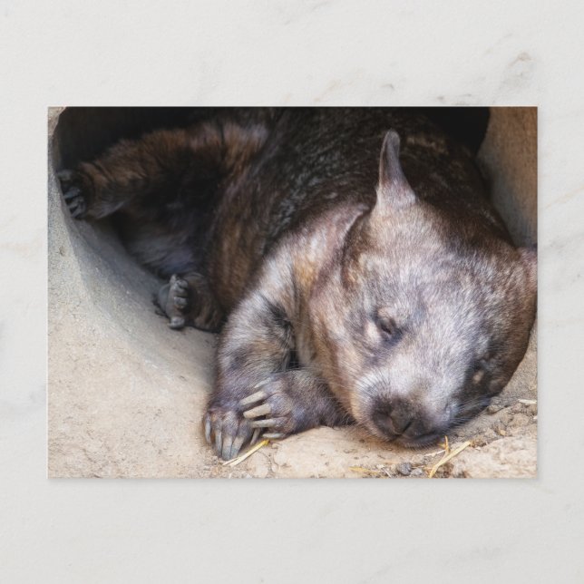 Wombat Postkarte (Vorderseite)
