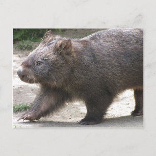 Wombat Postkarte