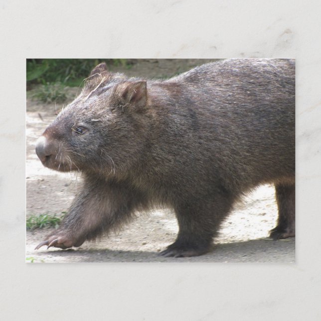 Wombat Postkarte (Vorderseite)
