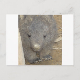 Wombat Postkarte