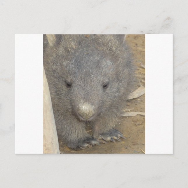 Wombat Postkarte (Vorderseite)