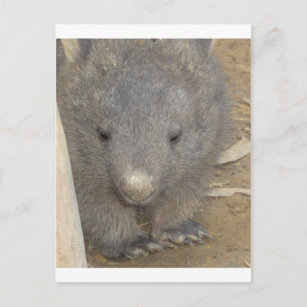 Wombat Postkarte