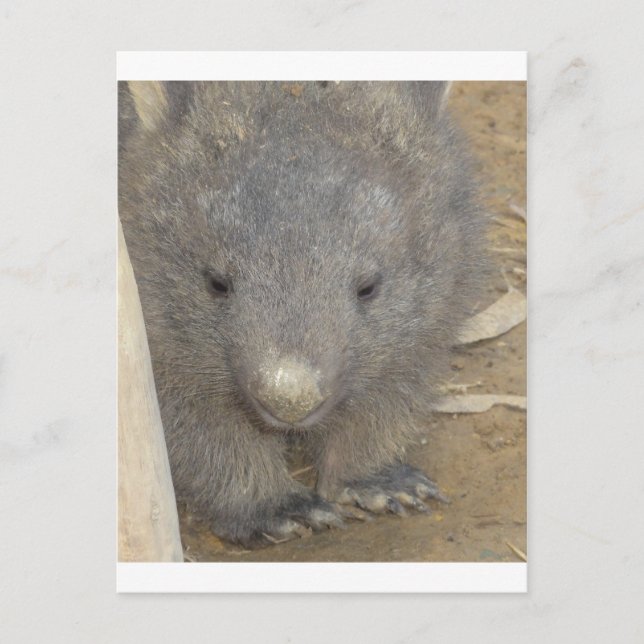 Wombat Postkarte (Vorderseite)